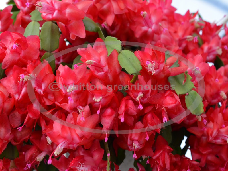 picture of  a red Thanksgiving cactus