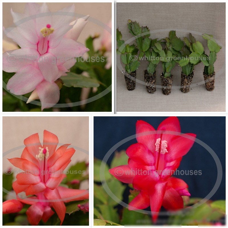 Thanksgiving/Christmas Cactus - 5 Starter Size Plants - All Different Varieties (image for) Thanksgiving/Christmas Cactus - 5 Starter Size Plants - All Different Varieties