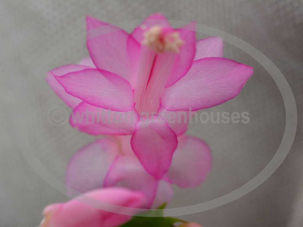 (image for) Hinson Pink