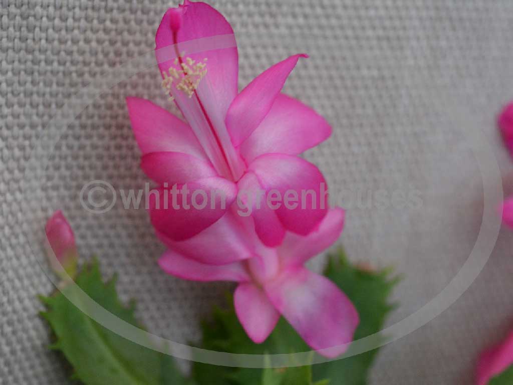 (image for) Lavender Bright