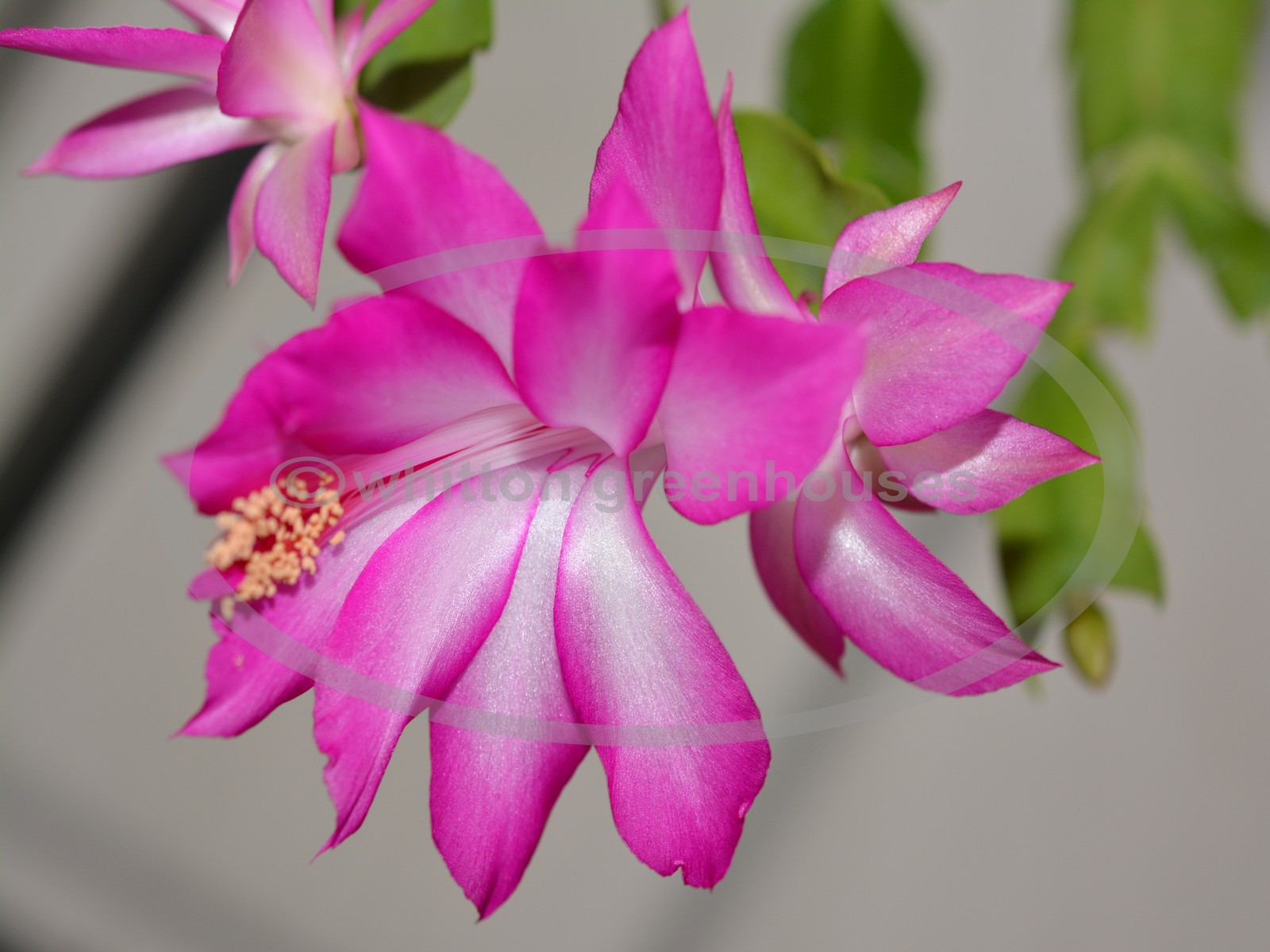 (image for) S. Orssichiana Pink/Purple Hybrid