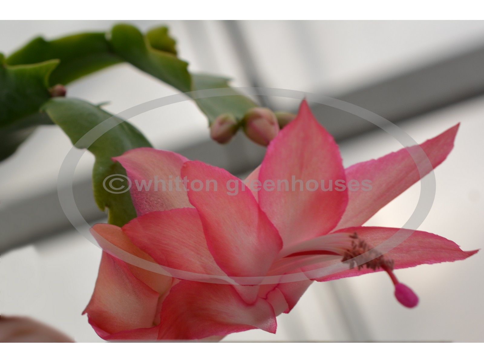 (image for) Walle's Novembertraum
