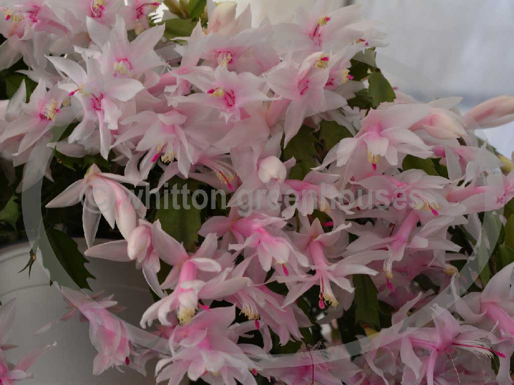 (image for) White Christmas