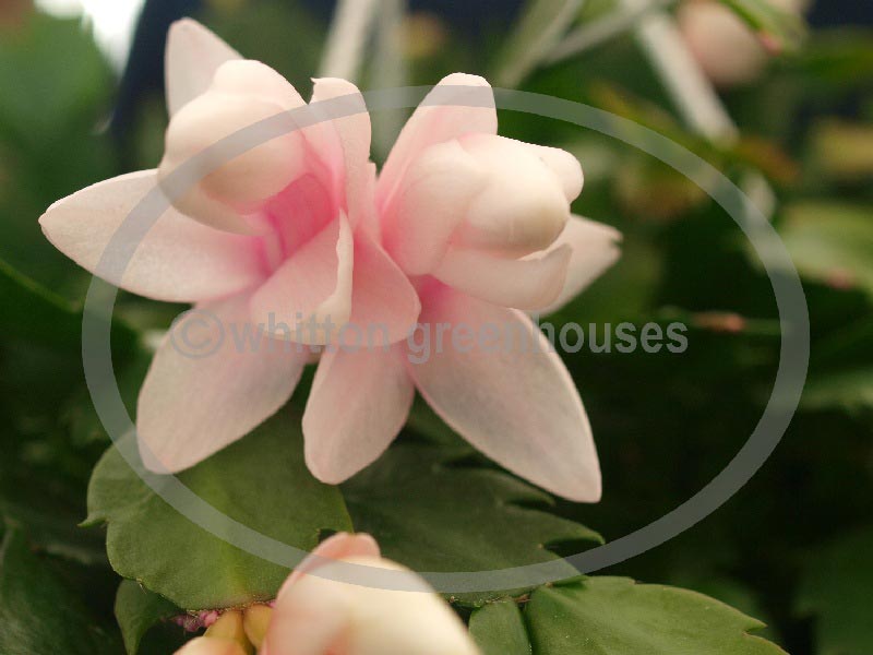 (image for) White Modesto