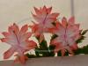 Coral Cascade