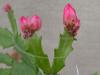 Thor Wild Pink