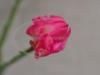 Thor Wild Pink