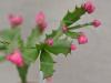 Thor Wild Pink