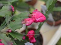 Thor Wild Pink